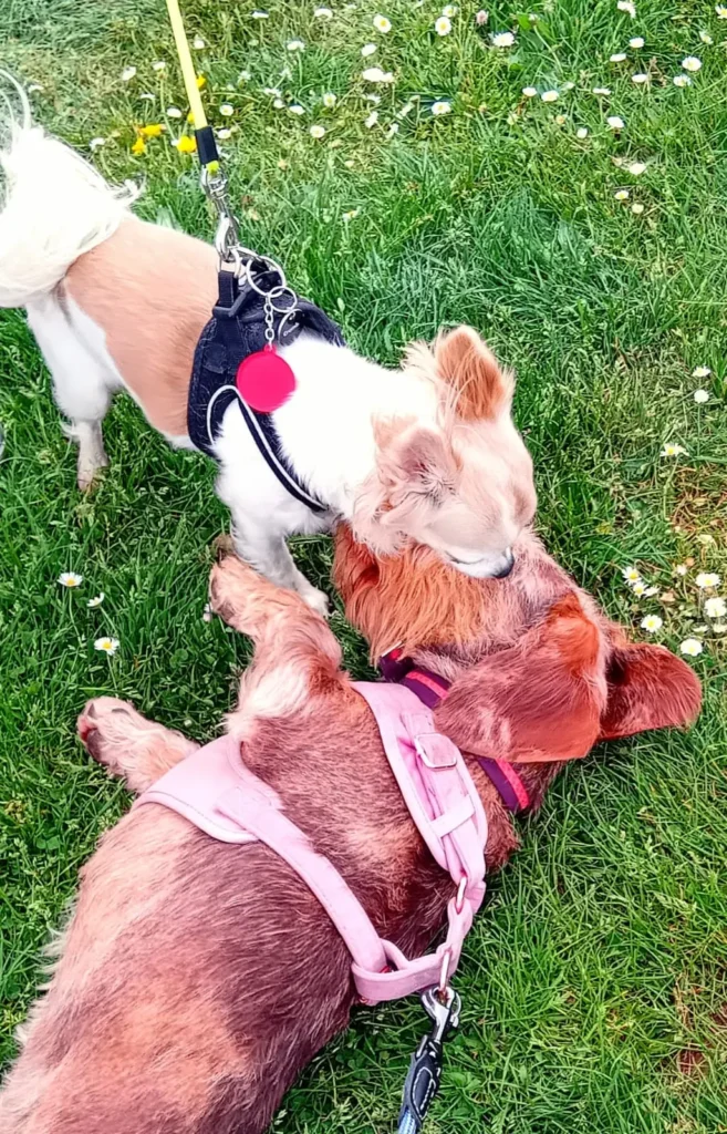 Dogs enjoying a breezy day playing in the open garden.