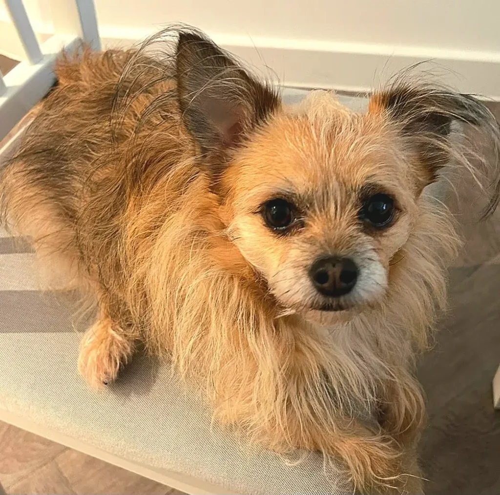A dog relaxing indoors in a calm, homely space at Jackson Tiny Tails.