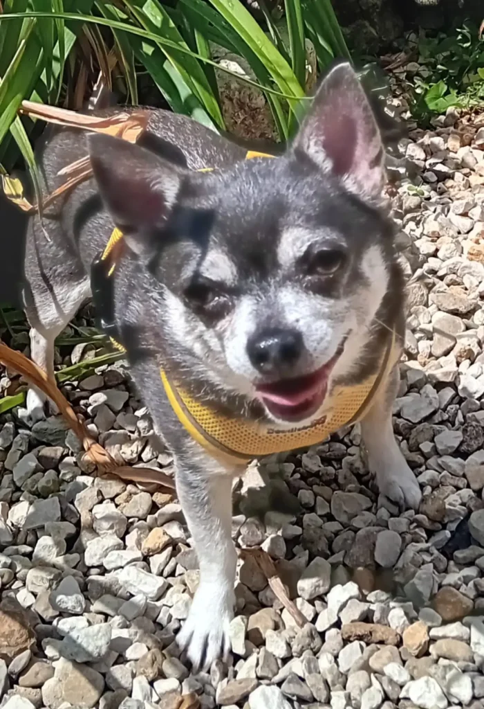 A cheerful and safe environment where every dog feels welcome.