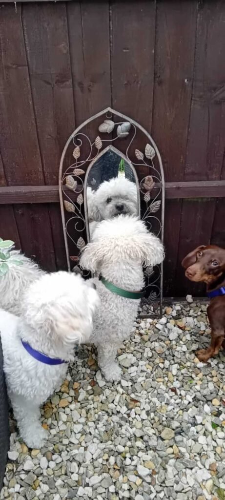 A calm indoor area prepared for dogs to relax and unwind.