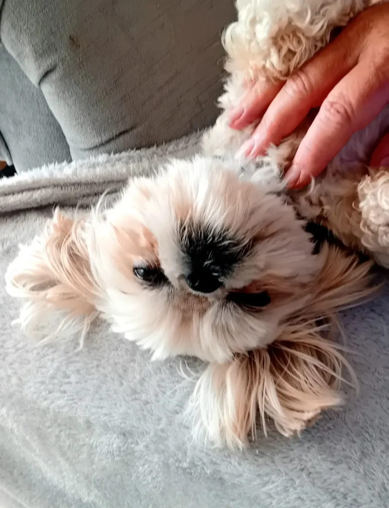 A dog settling down for a cosy evening inside at Jackson Tiny Tails.