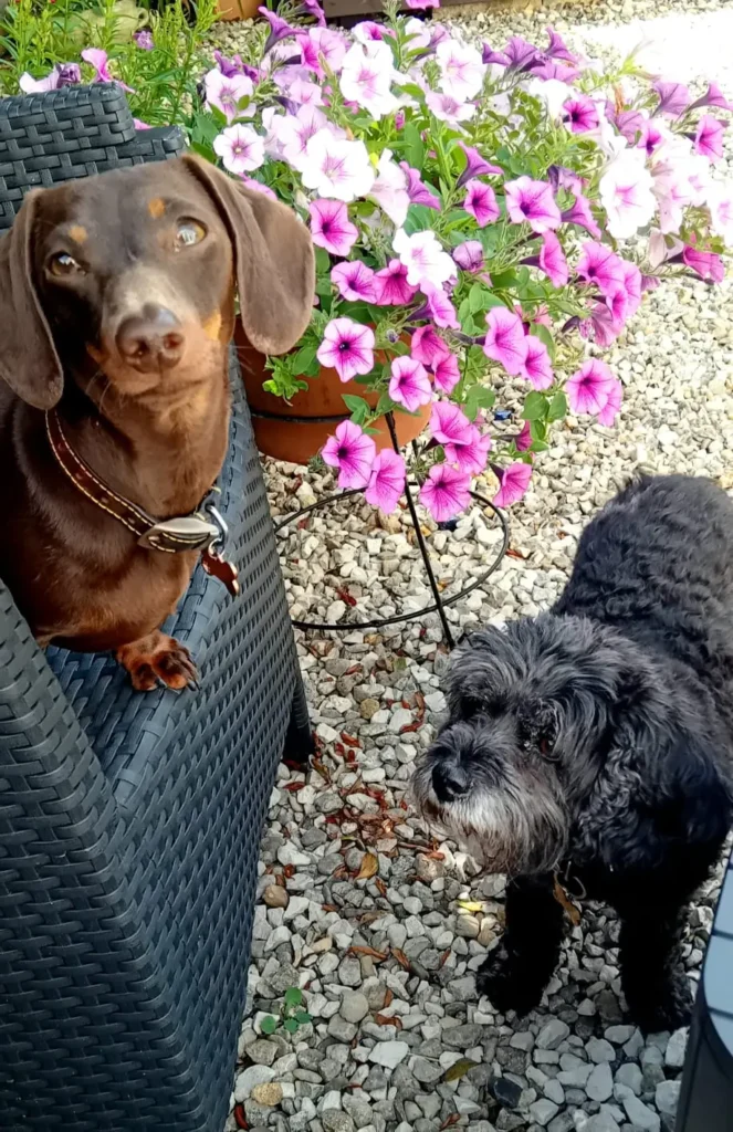 Dogs soaking up the sun and having fun outdoors at Jackson Tiny Tails.