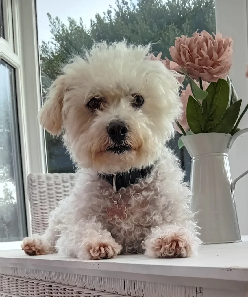 Dog resting quietly in a relaxed, home-style setting in Bristol