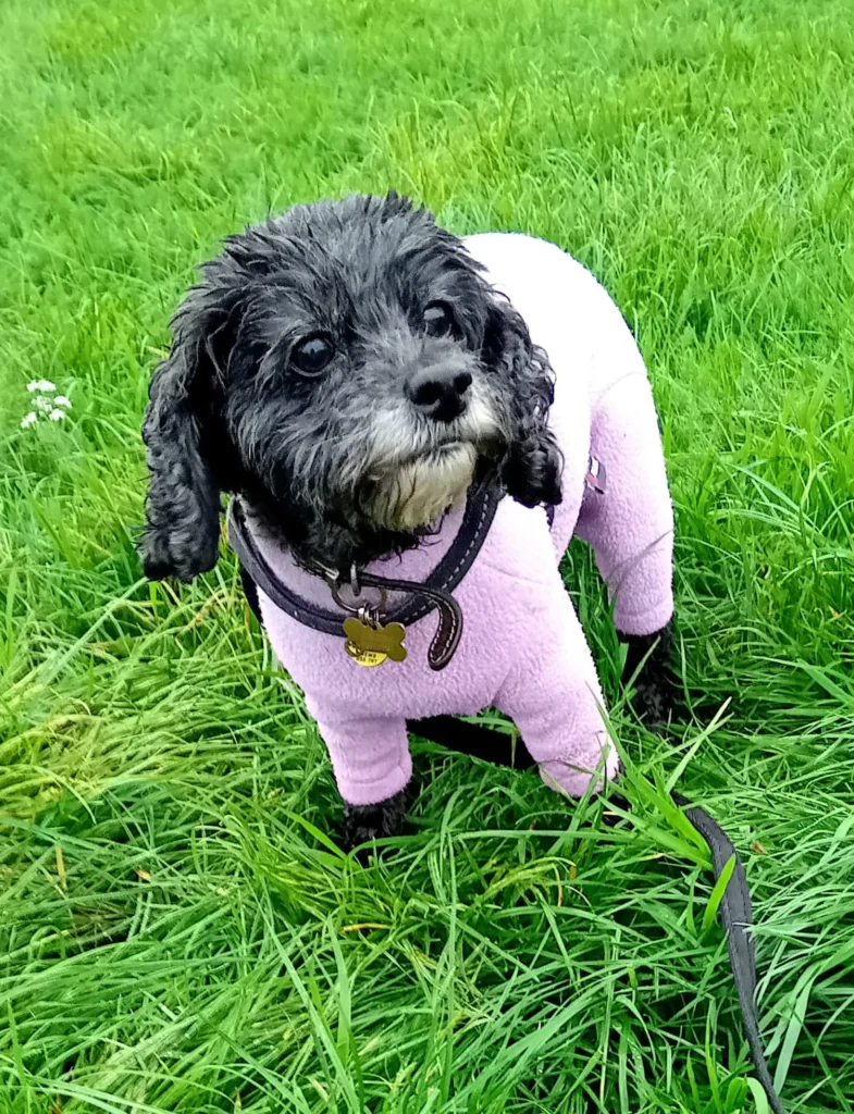 A happy dog running within the secure boundaries of the Jackson Tiny Tails garden.