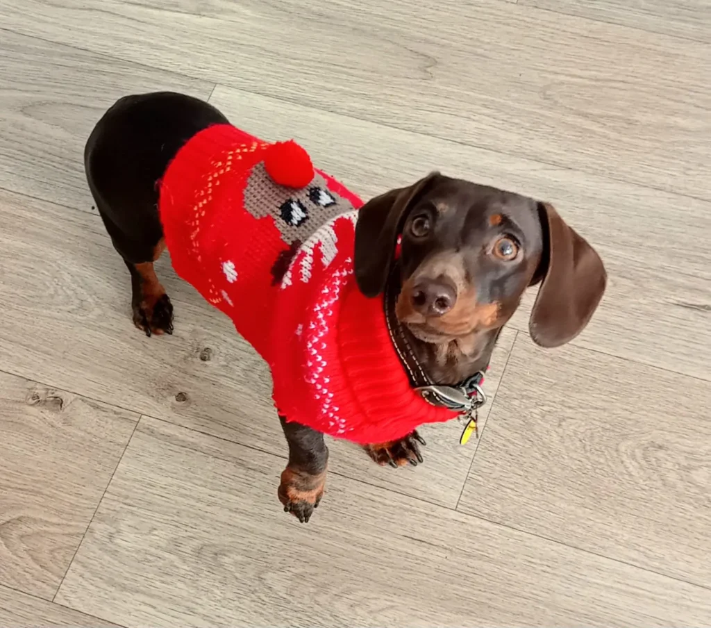 A relaxed pup curled up on a soft couch in a homely, comfortable boarding room at Jackson Tiny Tails.