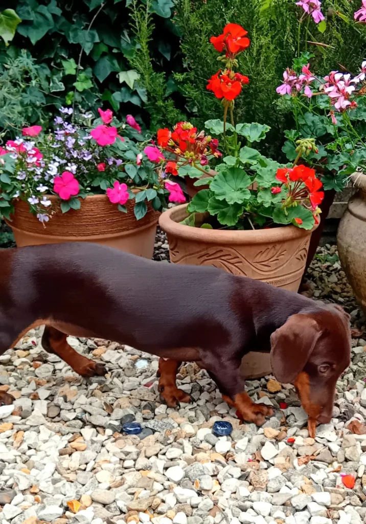 A dog showing joy and comfort in the care of Jackson Tiny Tails