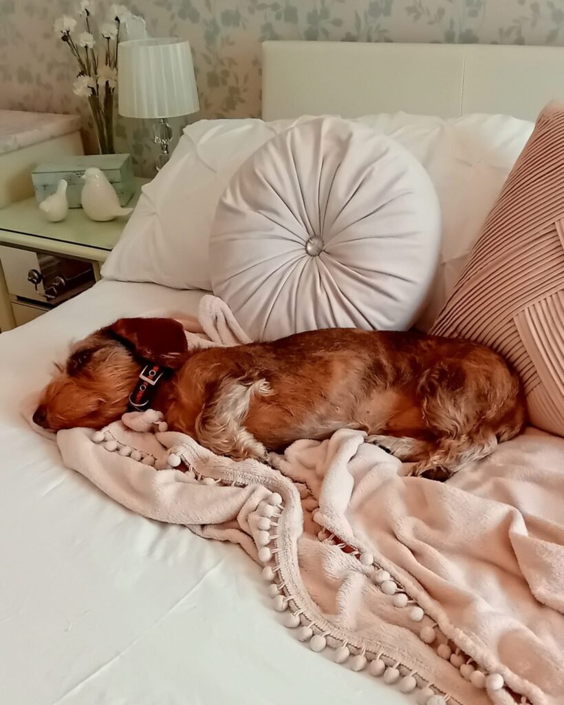 A spotless, well‑kept boarding suite at Jackson Tiny Tails, offering a fresh, healthy environment.