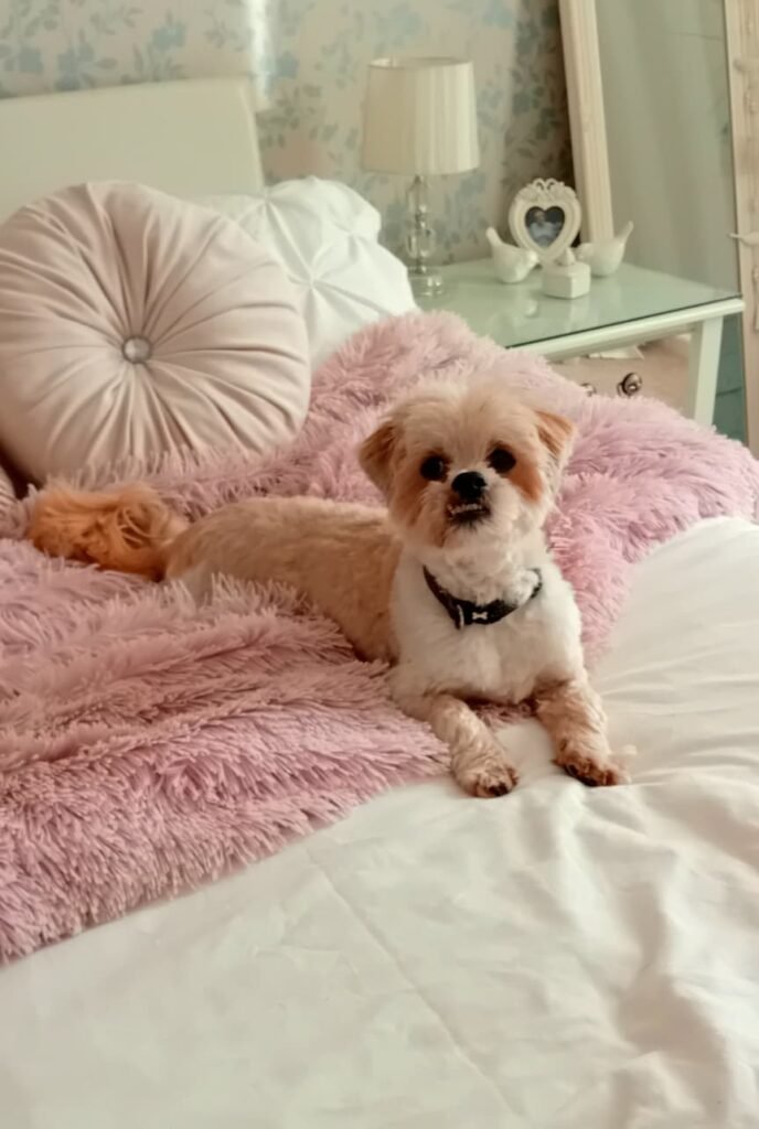 A dog resting on a plush bed in a quiet, calm room, enjoying a peaceful night at Jackson Tiny Tails.