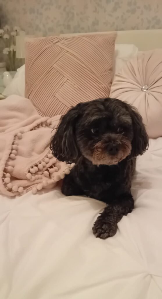 A trained caregiver from Jackson Tiny Tails watching over playful dogs in the garden, ensuring safety and fun.